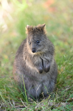 クオッカ