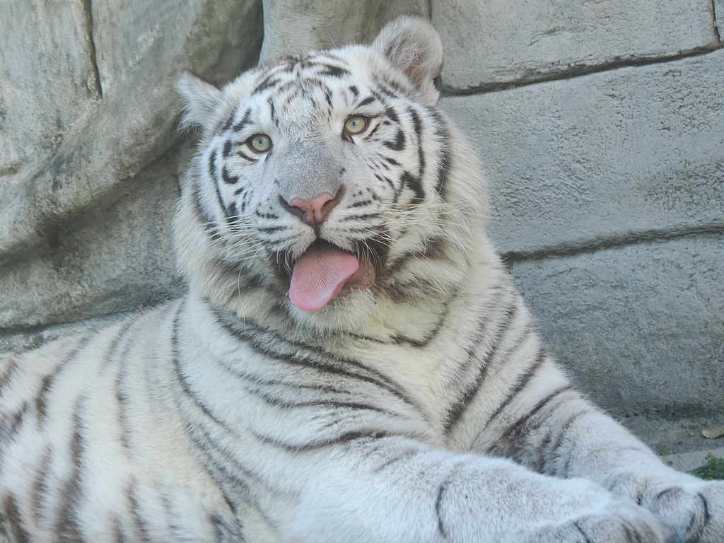 ホワイトタイガー