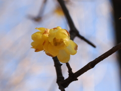 ロウバイ　森林公園