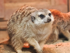 ミーアキャット親