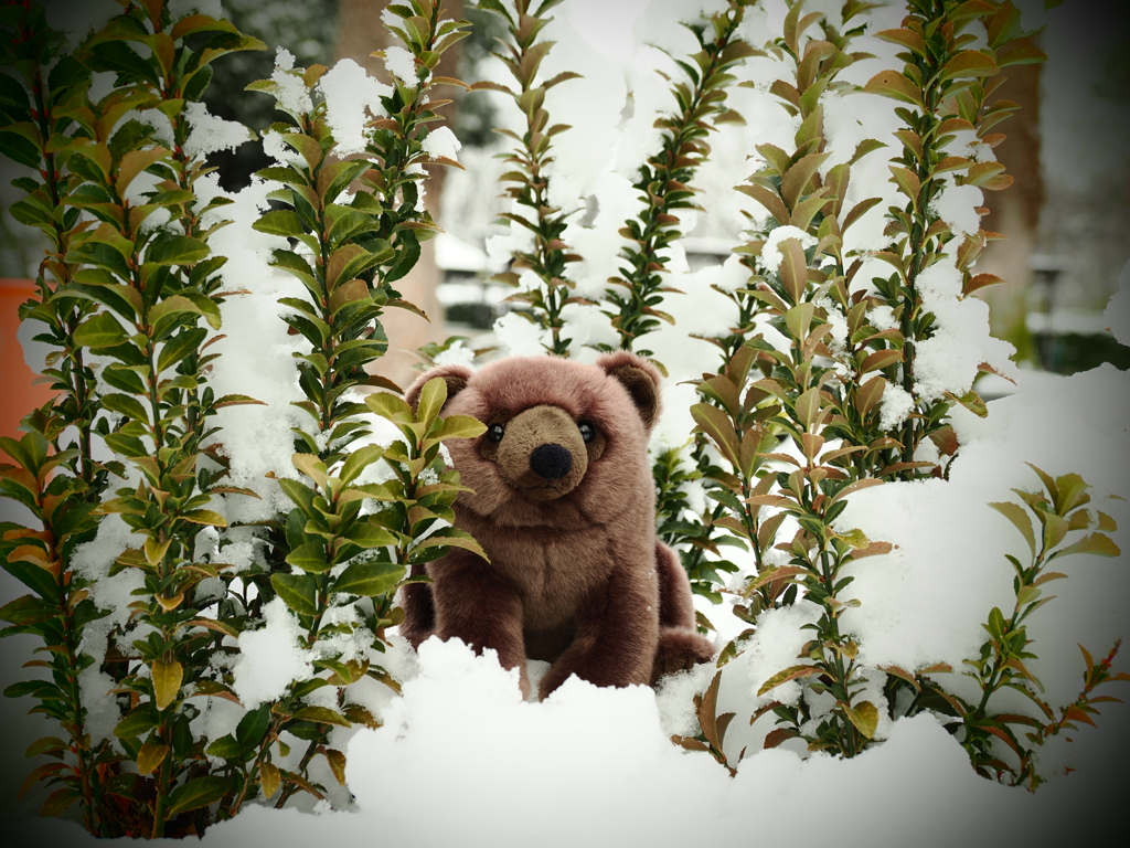 ぬいぐるみスナップ　クマ