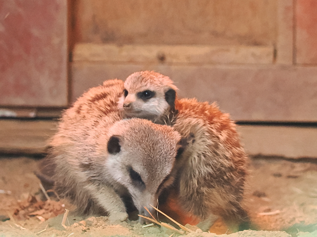 ミーアキャット親子　2