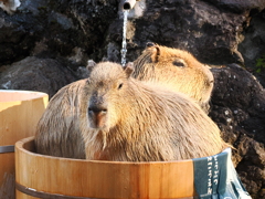 カピバラ入浴中