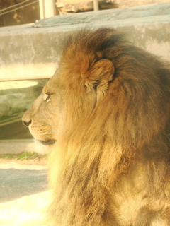 ライオン　3