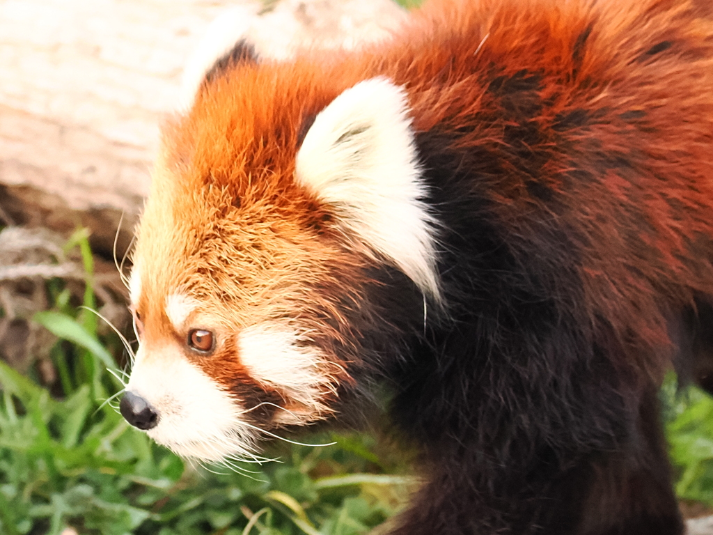 レッサーパンダ 5