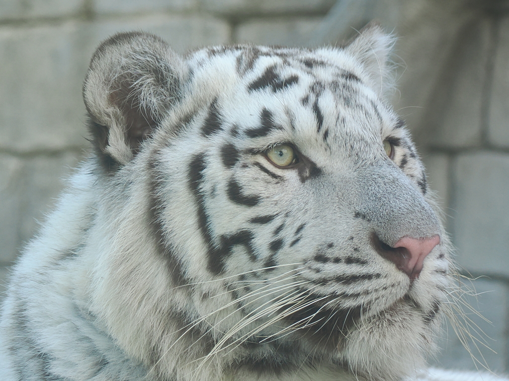 ホワイトタイガー　顔アップ