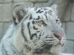 ホワイトタイガー 顔アップ