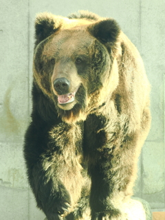 アヤメ　丸太渡り