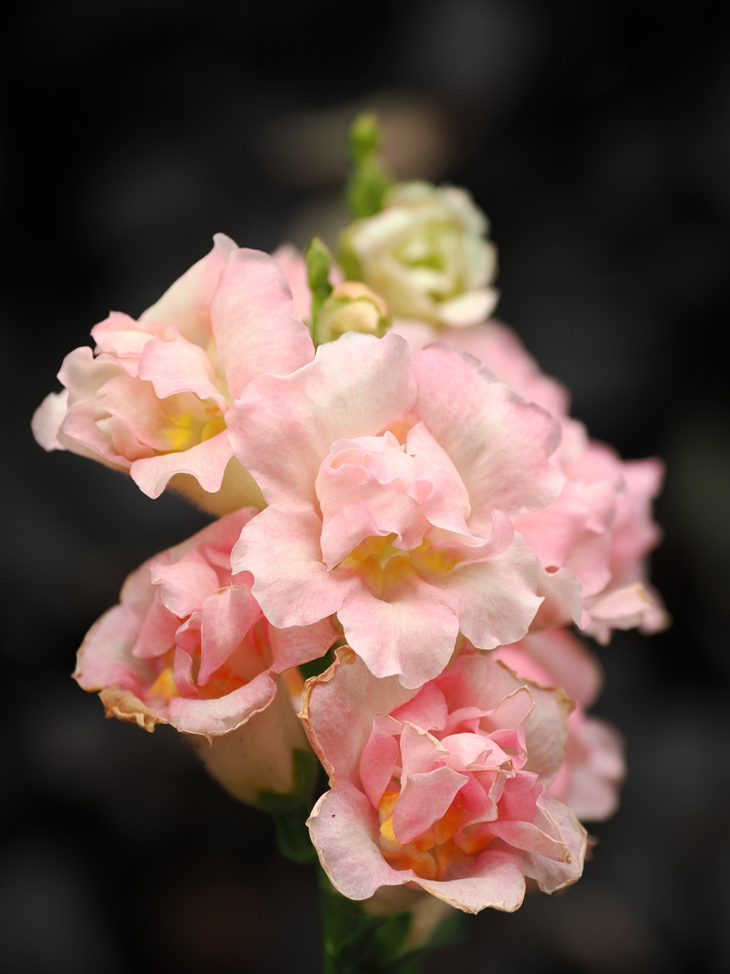 ピンク系の花　2