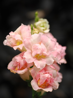 ピンク系の花　2