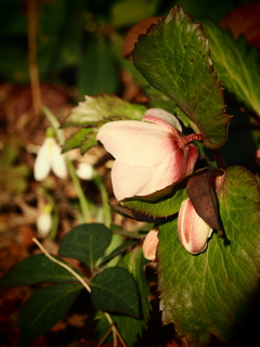 クリスマスローズ 3