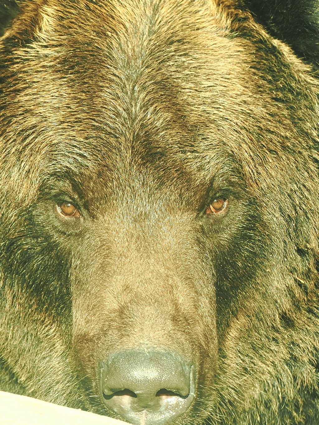 ウメタロウ　顔アップ