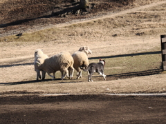 シープドッグショー 8