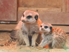 ミーアキャット親子　5