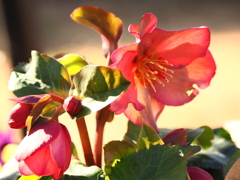 クリスマスローズ