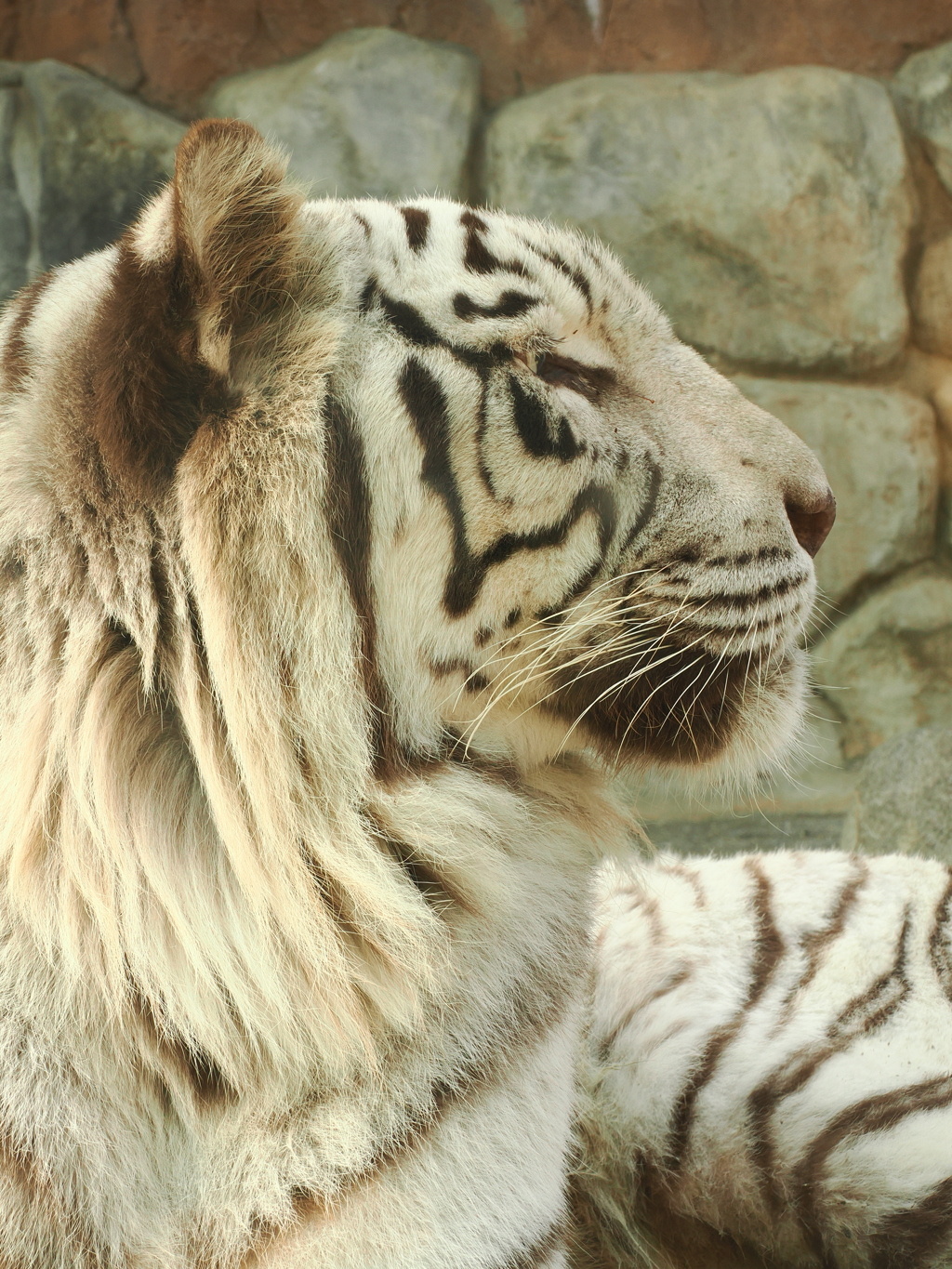 ホワイトタイガー　6