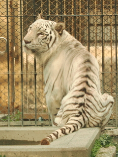 ホワイトタイガー　5