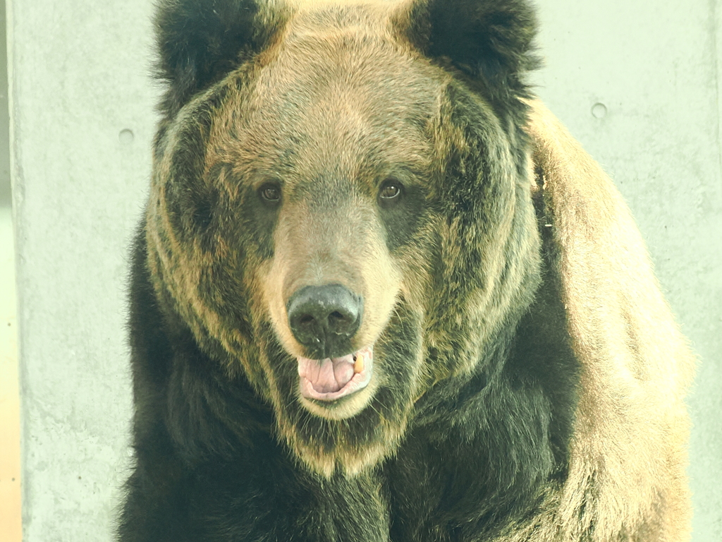 アヤメ　正面 2