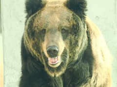 アヤメ　正面 2