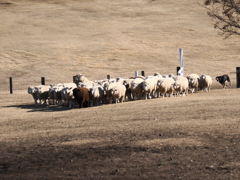 シープドッグショー