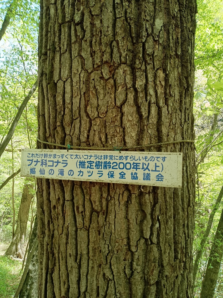 カツラの木