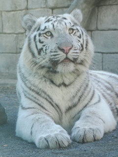 ホワイトタイガー 4