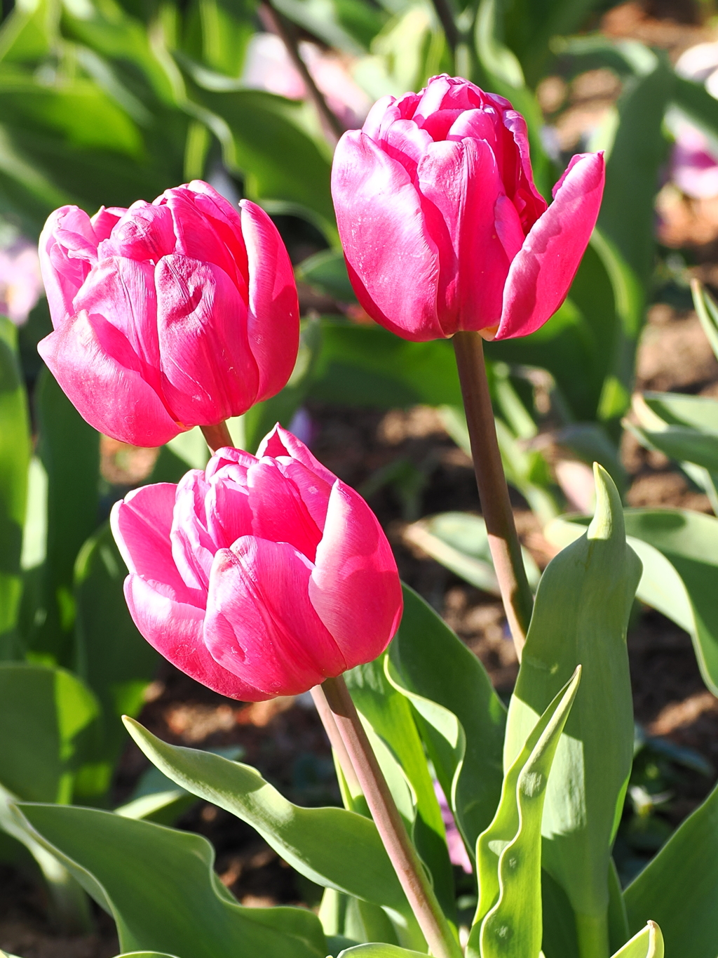 早咲きチューリップ　2