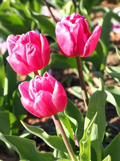 早咲きチューリップ　2