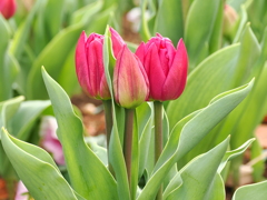 チューリップ　6