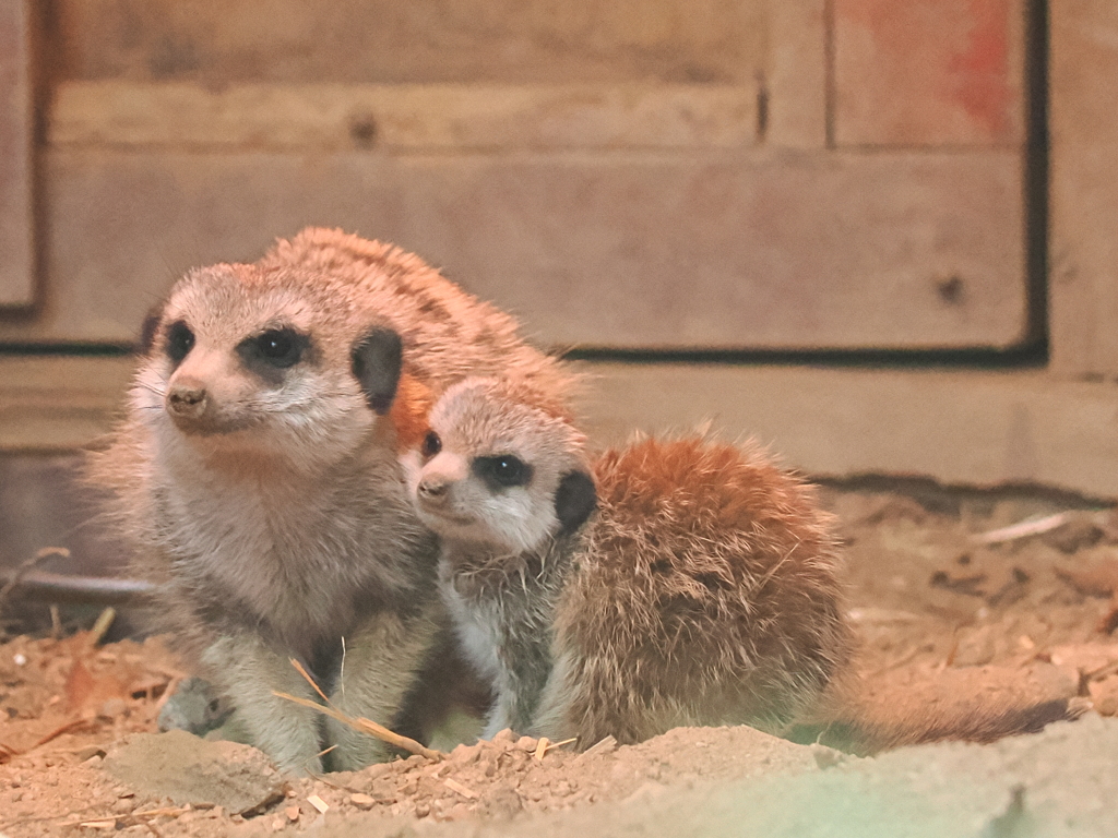 ミーアキャット親子　6