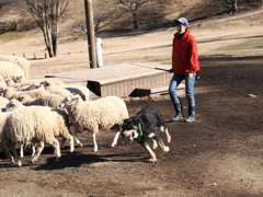 シープドッグショー 4