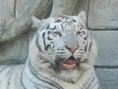 ホワイトタイガー 3