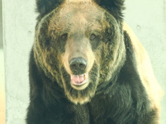 アヤメ　正面 1