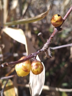 現在の自宅のロウバイ