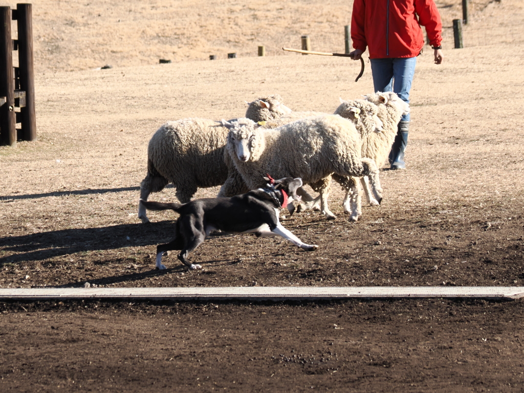 シープドッグショー 6