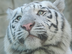 ホワイトタイガー 顔アップ 2