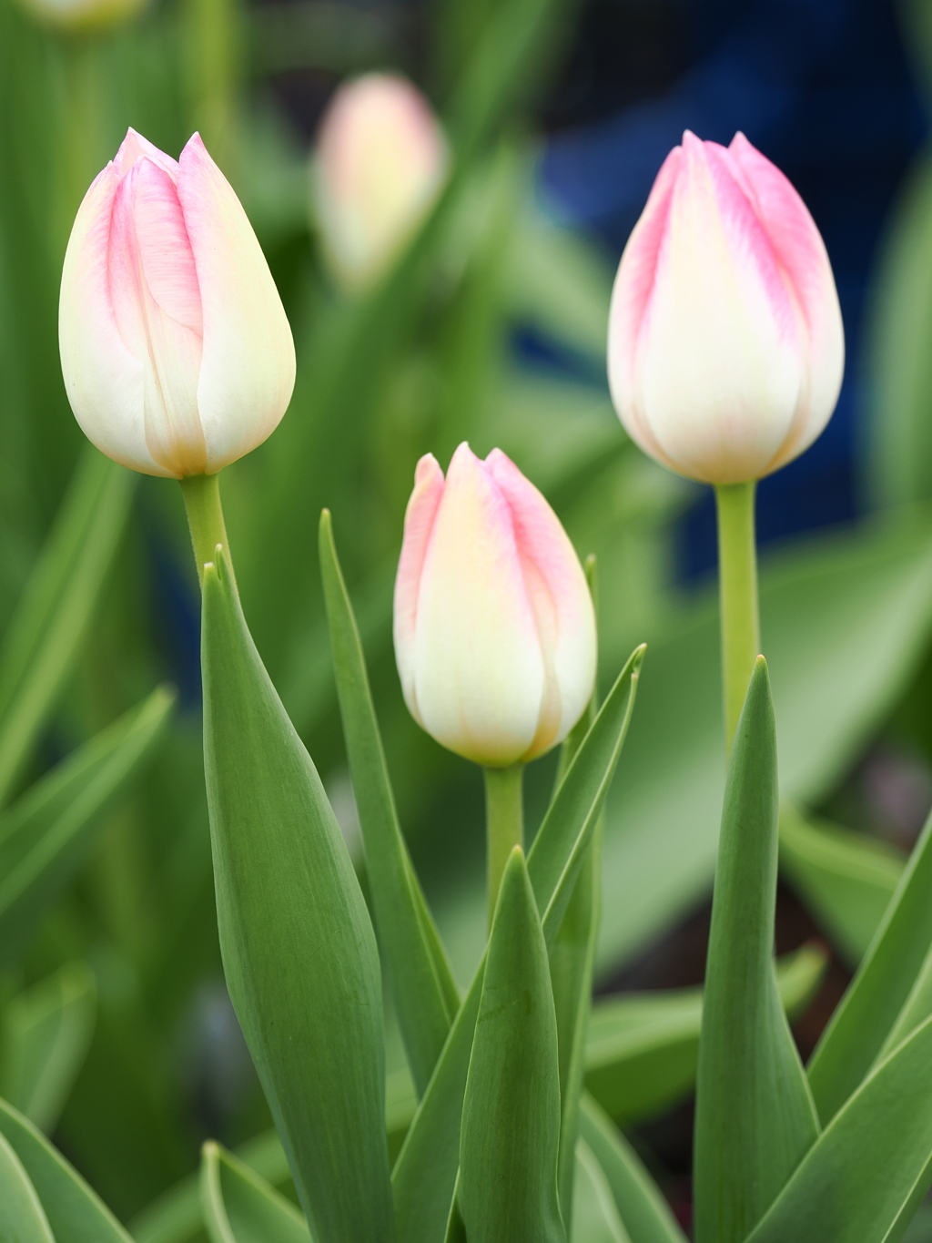 チューリップ　5