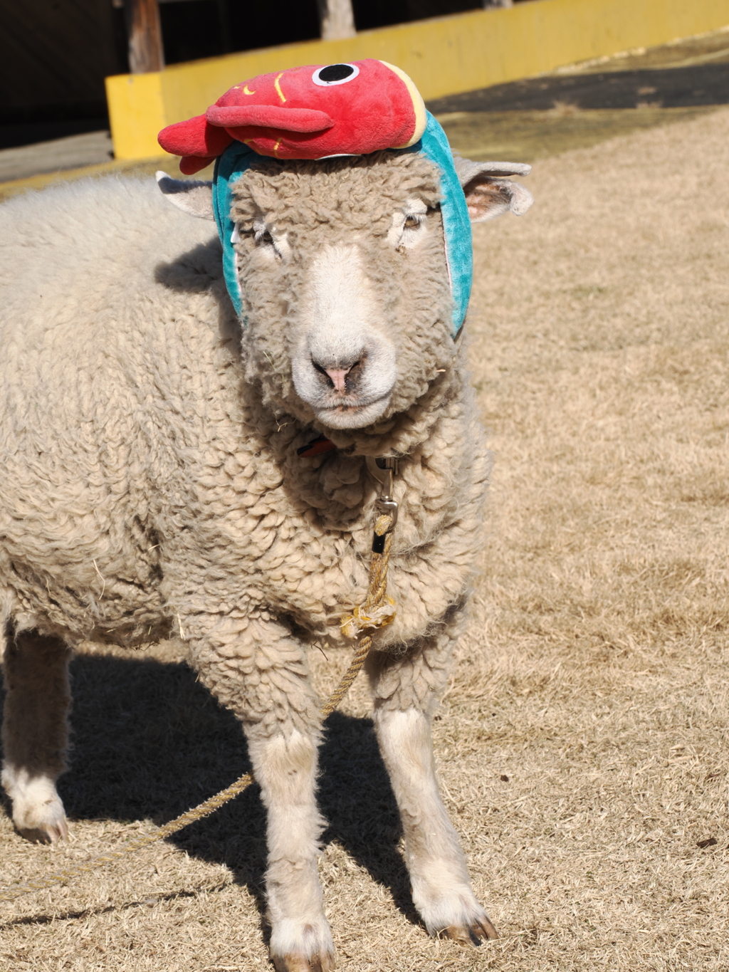 ヒツジ　頭にタイ