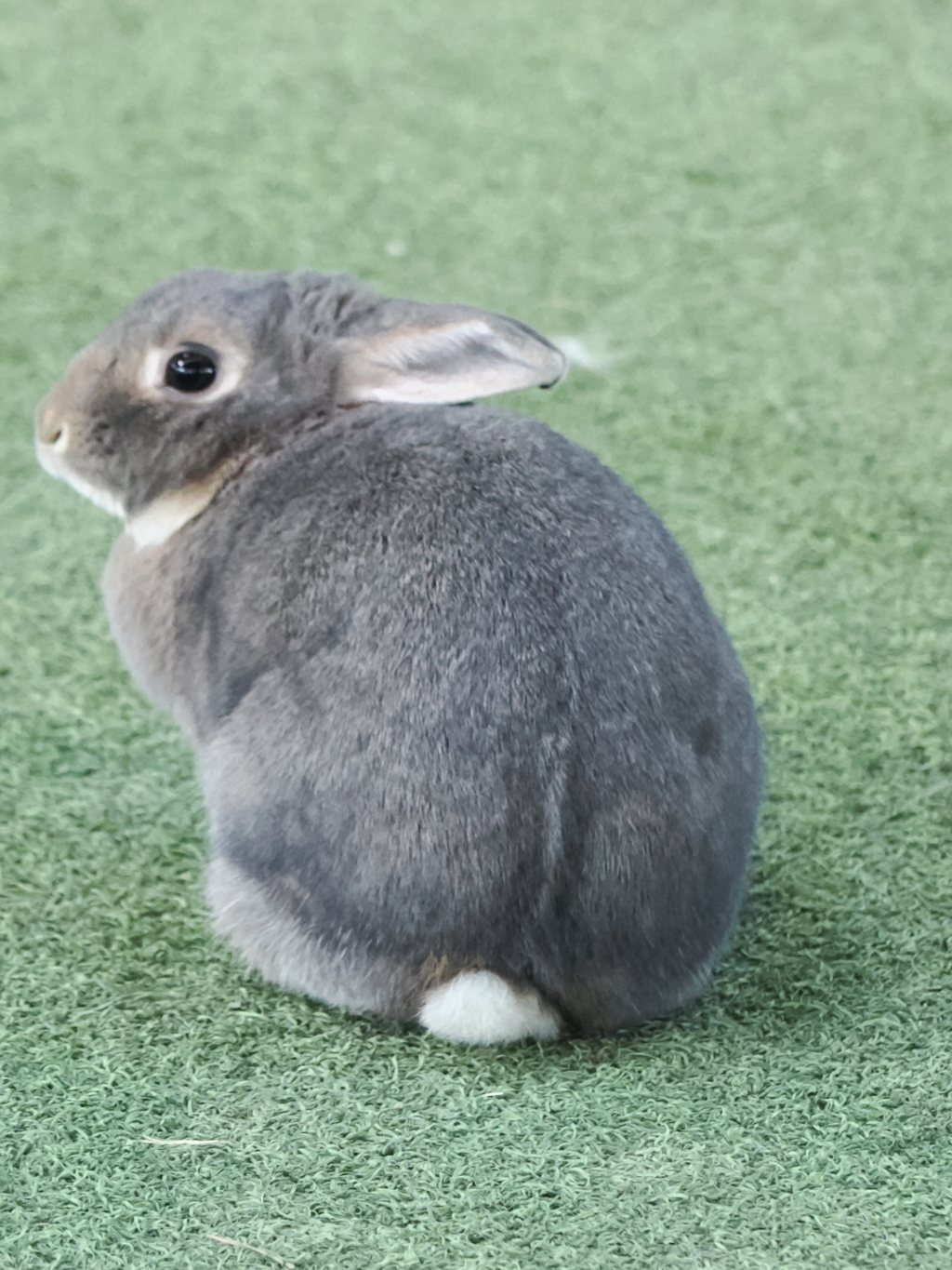 ウサギ 6 後ろ姿左向き