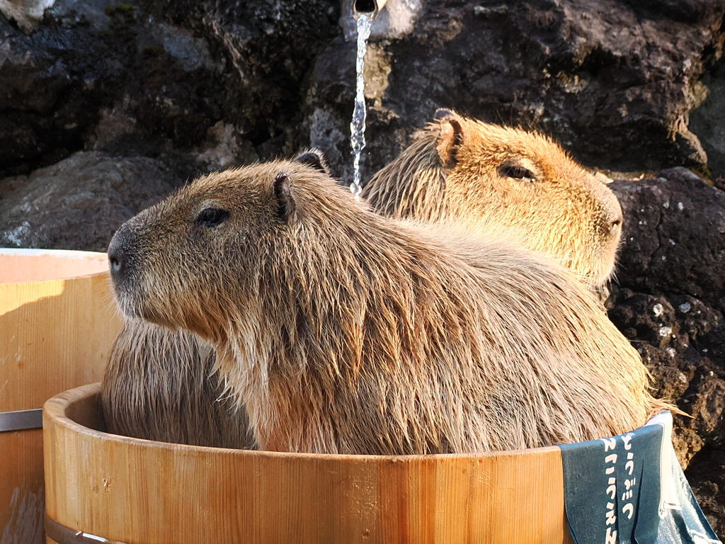 カピバラ入浴中互い違い
