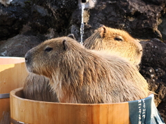 カピバラ入浴中互い違い