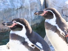 ペンギン3