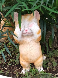ネコ　見てません!