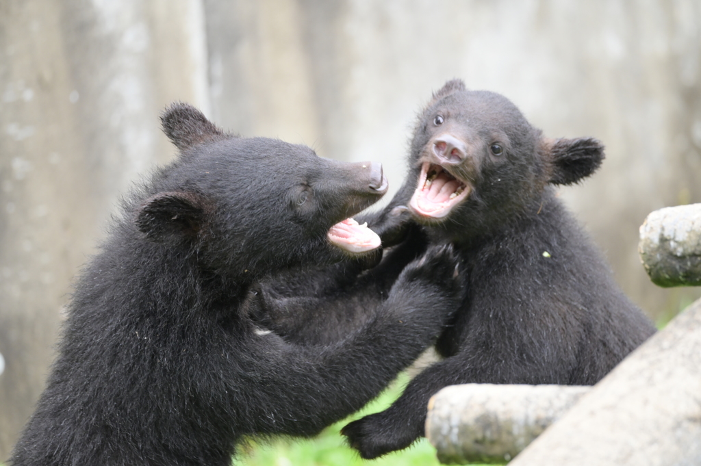 仔グマ同士のじゃれ合い