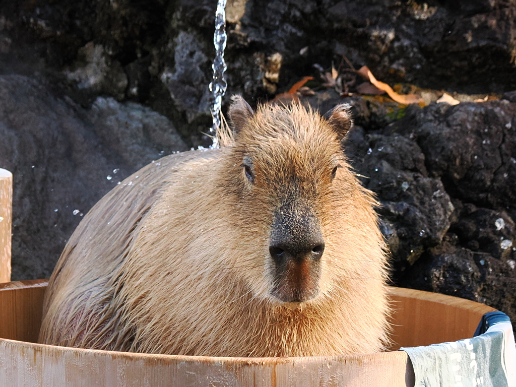 カピバラ入浴中　2