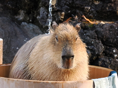 カピバラ入浴中　2