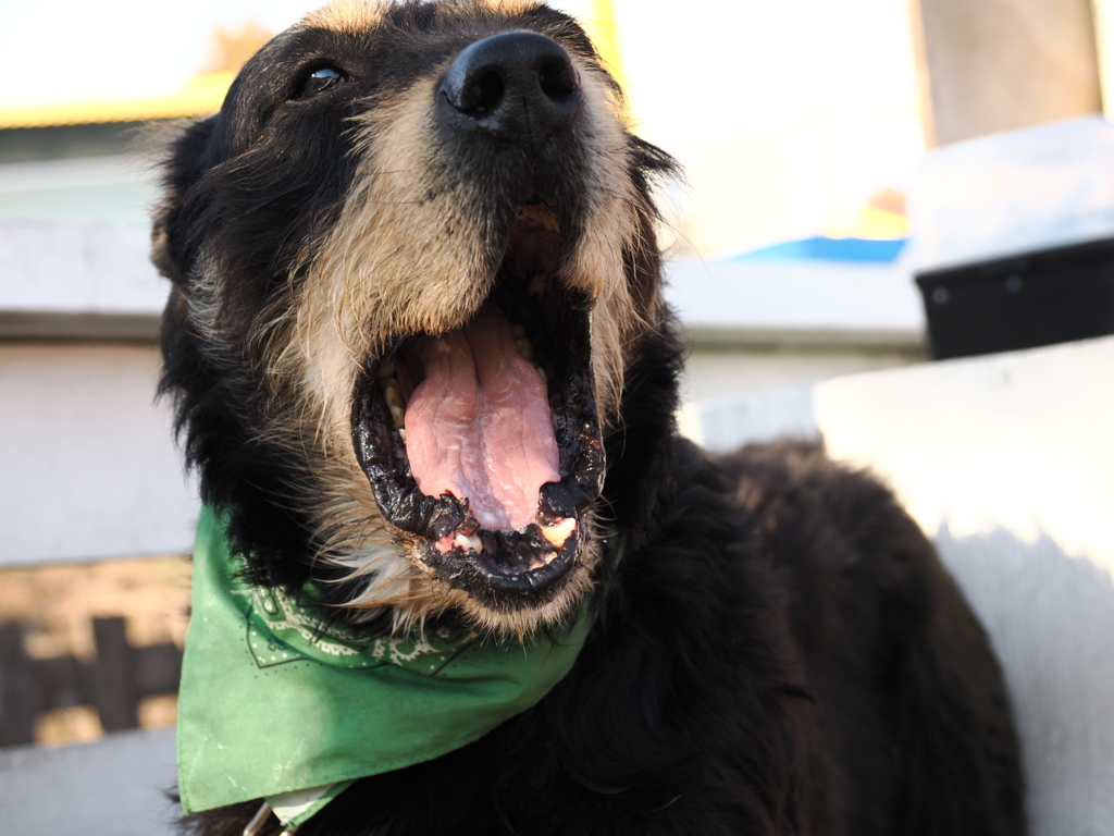 牧羊犬 4 あくび