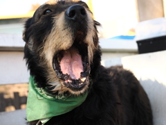 牧羊犬 4 あくび