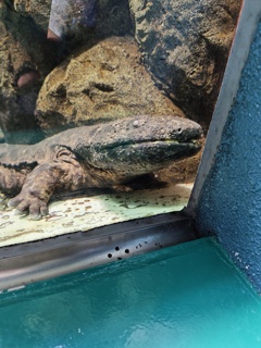 オオサンショウウオ