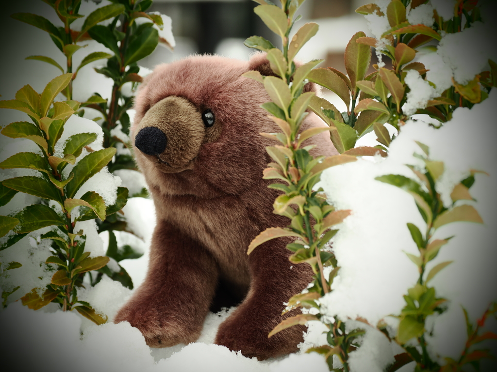 ぬいぐるみスナップ　クマ 2